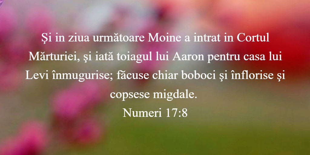 Şi in ziua următoare Moine a intrat in Cortul Mărturiei, şi iată toiagul lui Aaron pentru casa lui Levi înmugurise; făcuse chiar boboci şi înflorise şi copsese migdale. Numeri 17:8