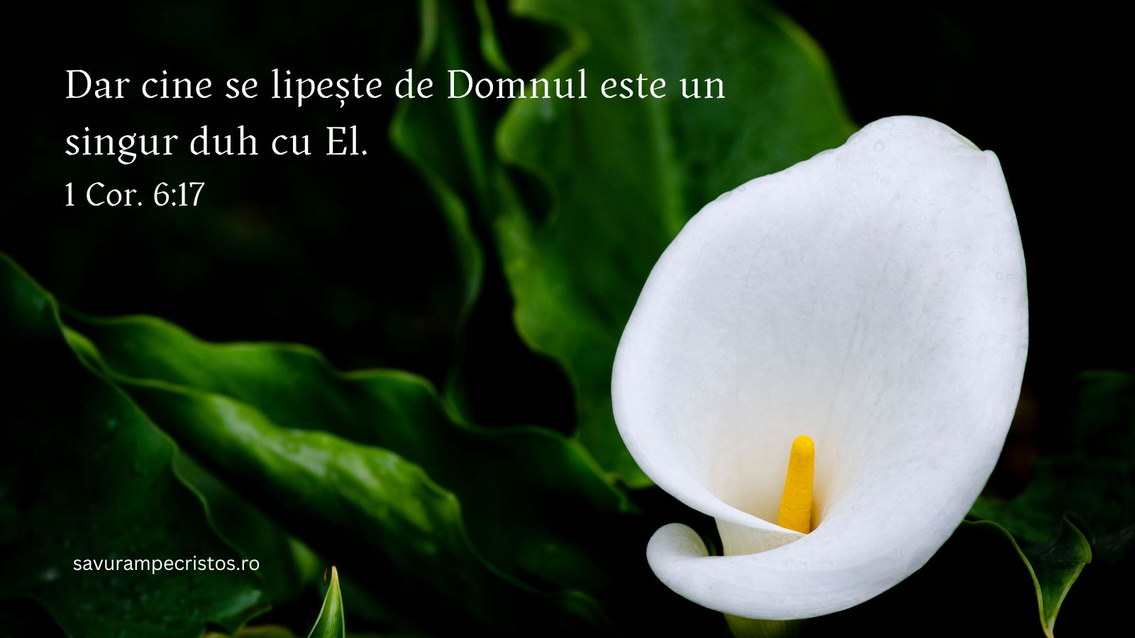 Dar cine se lipește de Domnul este un singur duh cu El. 1 Cor. 6:17