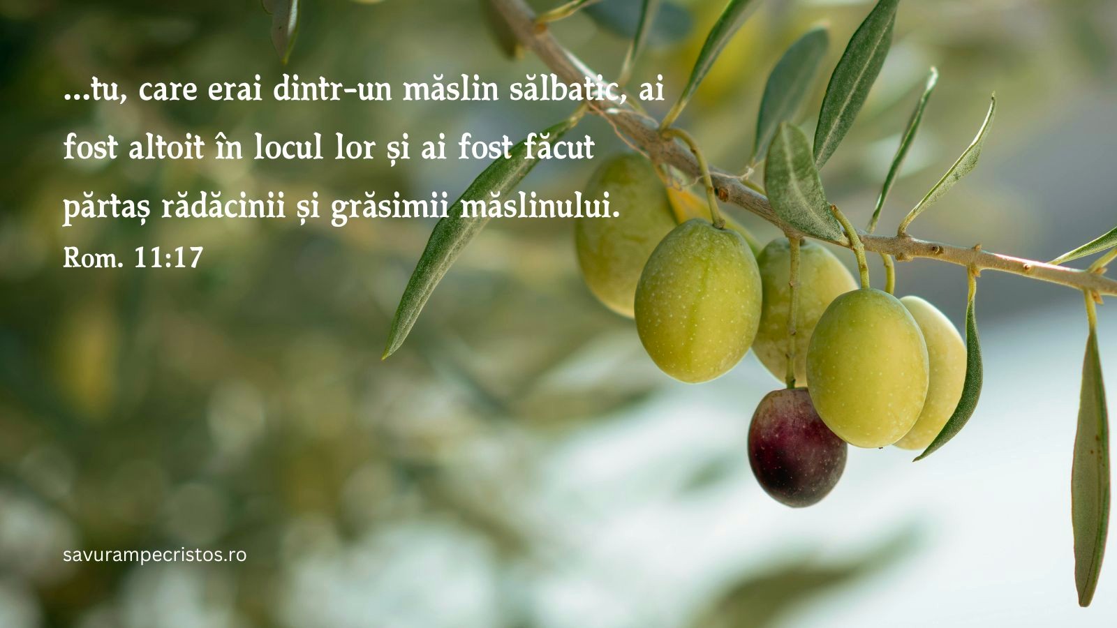 ...tu, care erai dintr-un măslin sălbatic, ai fost altoit în locul lor și ai fost făcut părtaș rădăcinii și grăsimii măslinului. Rom. 11:17