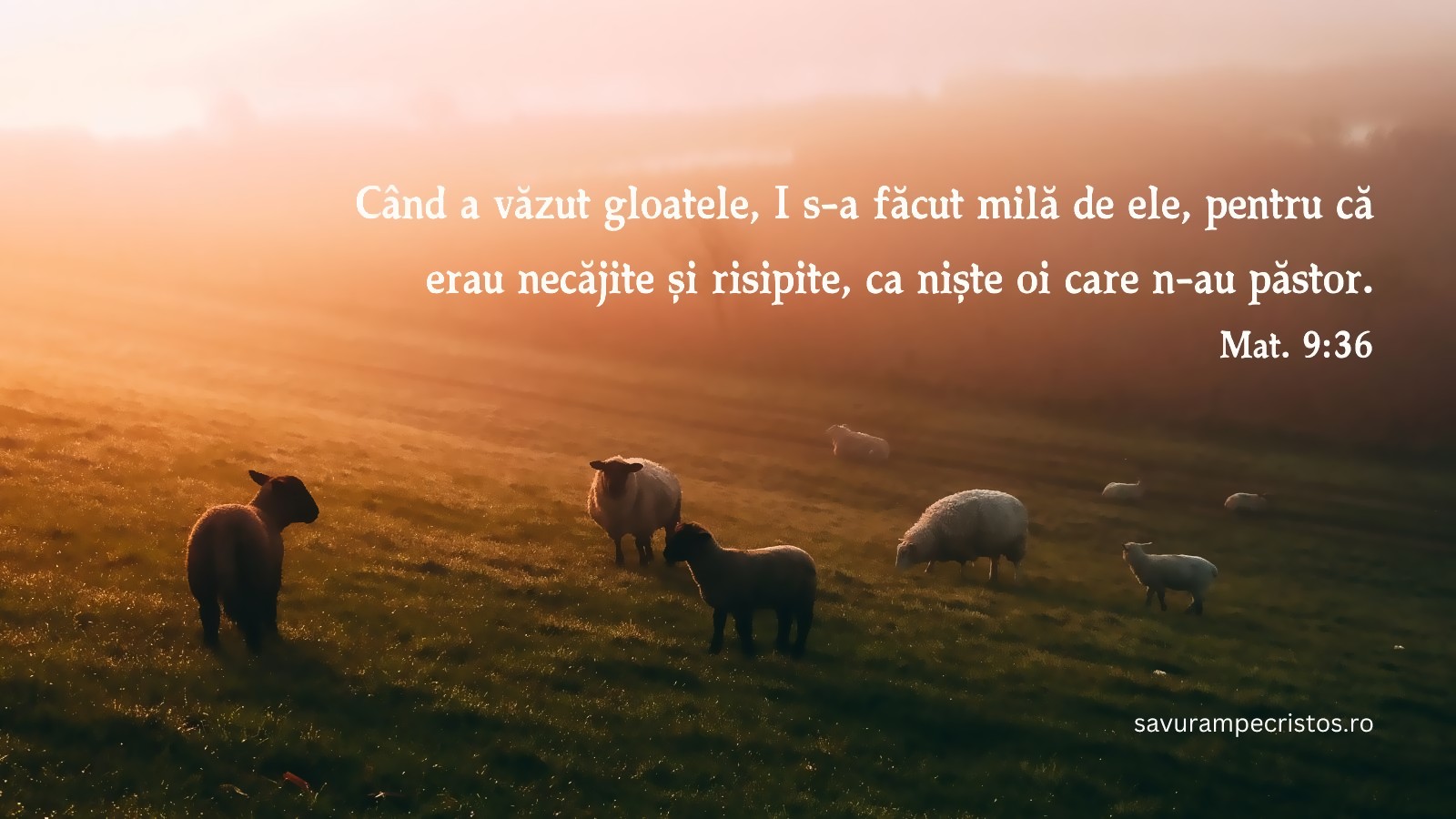 Când a văzut gloatele, I s-a făcut milă de ele, pentru că erau necăjite și risipite, ca niște oi care n-au păstor. Mat. 9:36