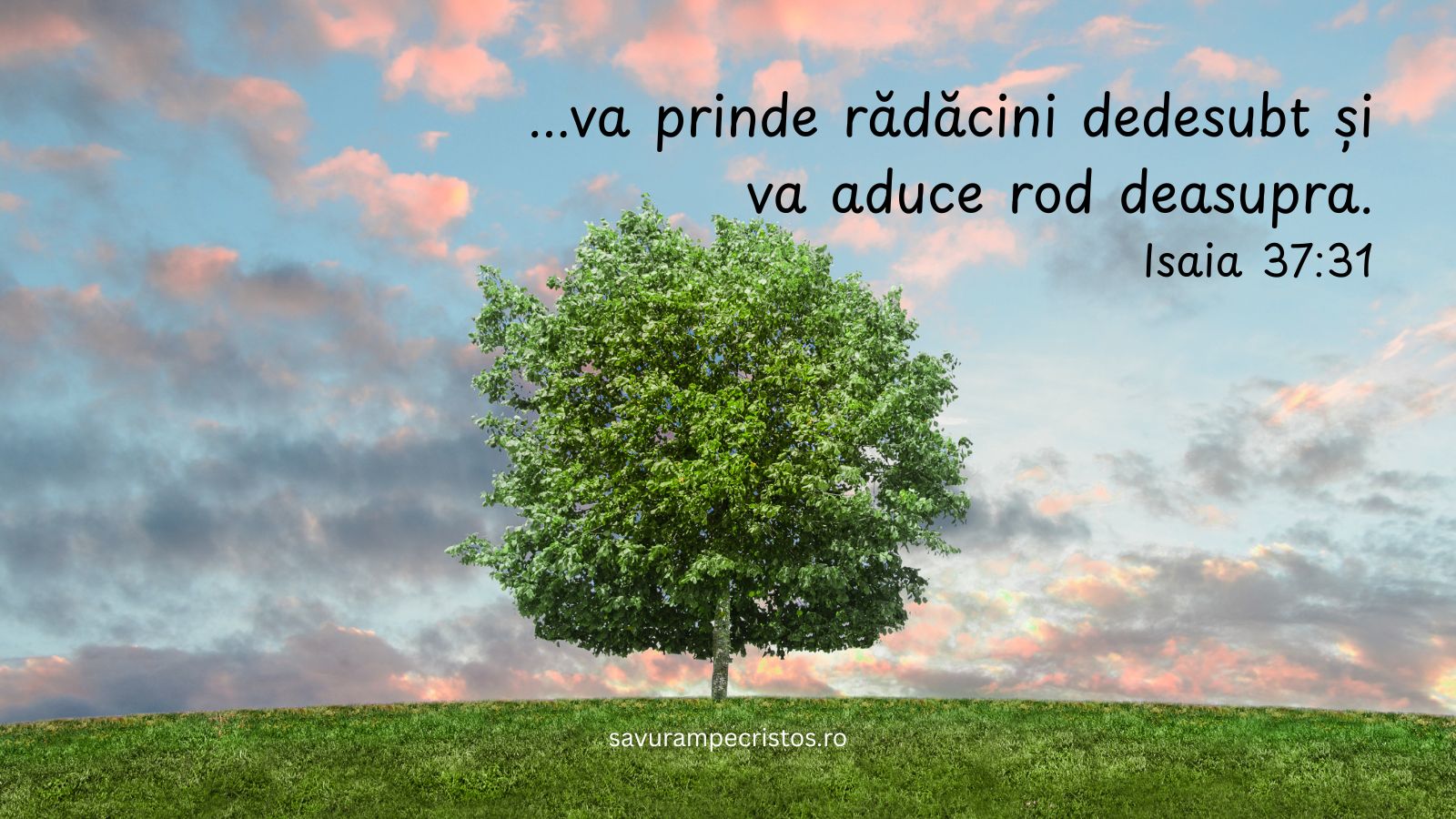 ...va prinde rădăcini dedesubt și va aduce rod deasupra. Isaia 37:31