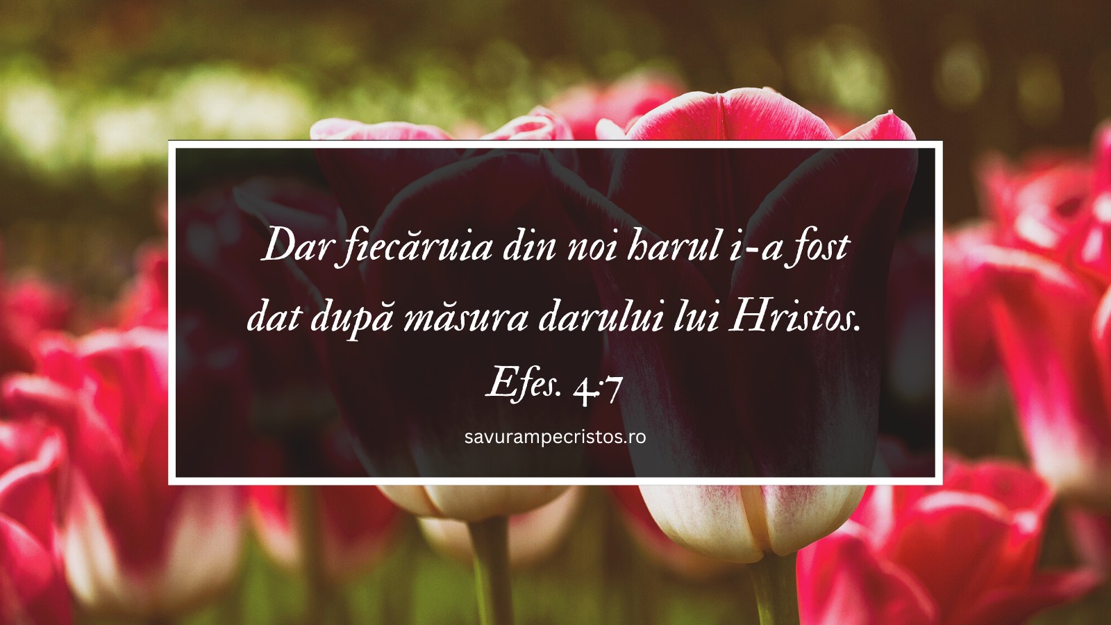 Dar fiecăruia din noi harul i-a fost dat după măsura darului lui Hristos. Efes. 4:7