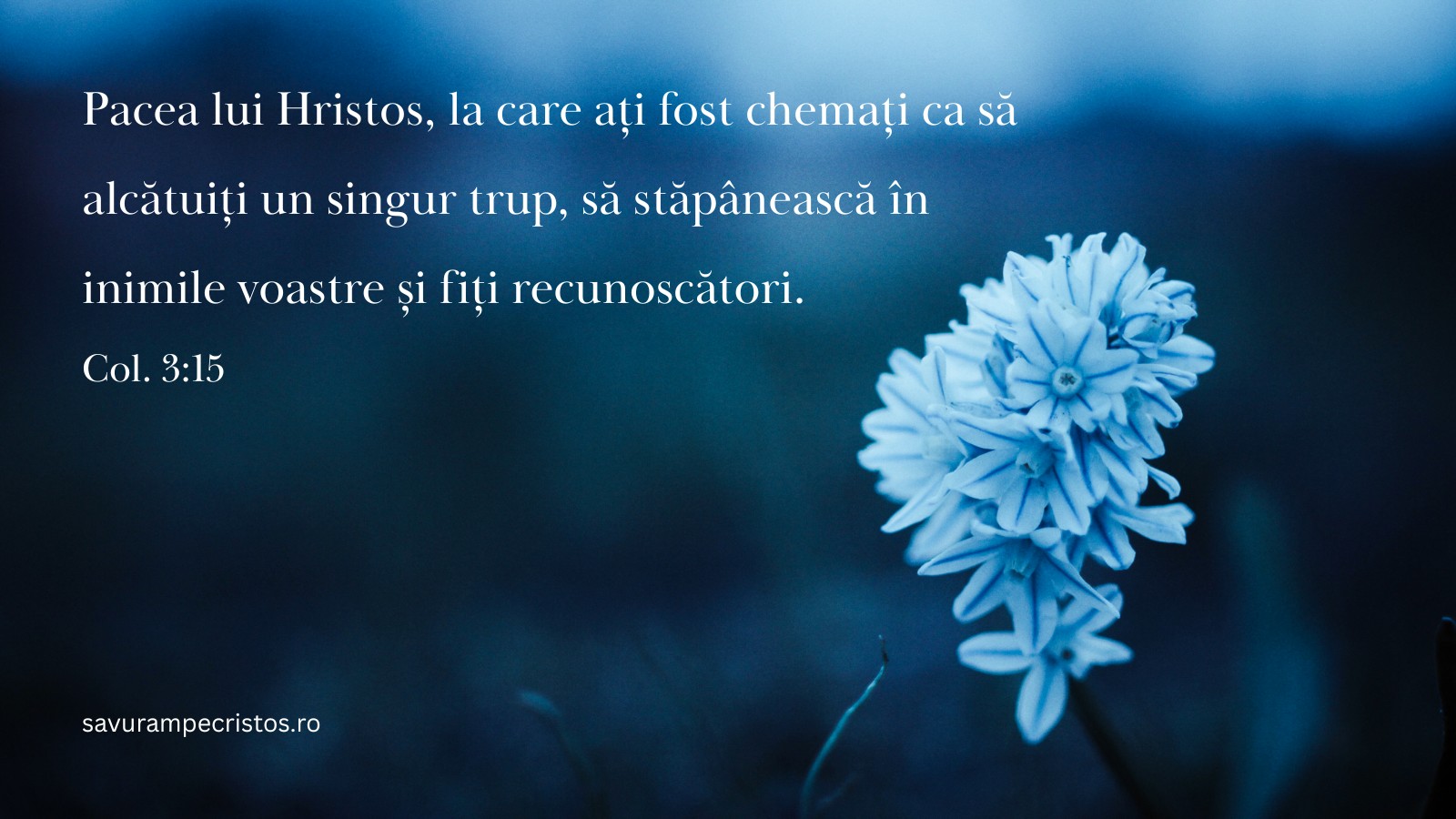 Pacea lui Hristos, la care ați fost chemați ca să alcătuiți un singur trup, să stăpânească în inimile voastre și fiți recunoscători. Col. 3:15