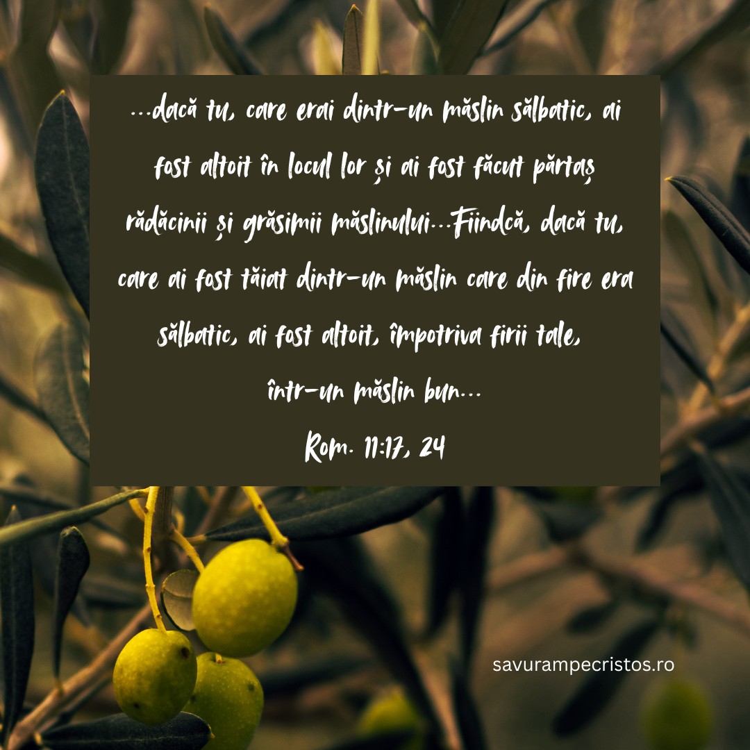 ...dacă tu, care erai dintr-un măslin sălbatic, ai fost altoit în locul lor și ai fost făcut părtaș rădăcinii și grăsimii măslinului...Fiindcă, dacă tu, care ai fost tăiat dintr-un măslin care din fire era sălbatic, ai fost altoit, împotriva firii tale, într-un măslin bun... Rom. 11:17, 24