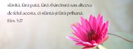 Ca să înfățișeze înaintea Lui această Biserică, slăvită, fără pată, fără zbârcitură sau altceva de felul acesta, ci sfântă și fără prihană. Efes. 5:27
