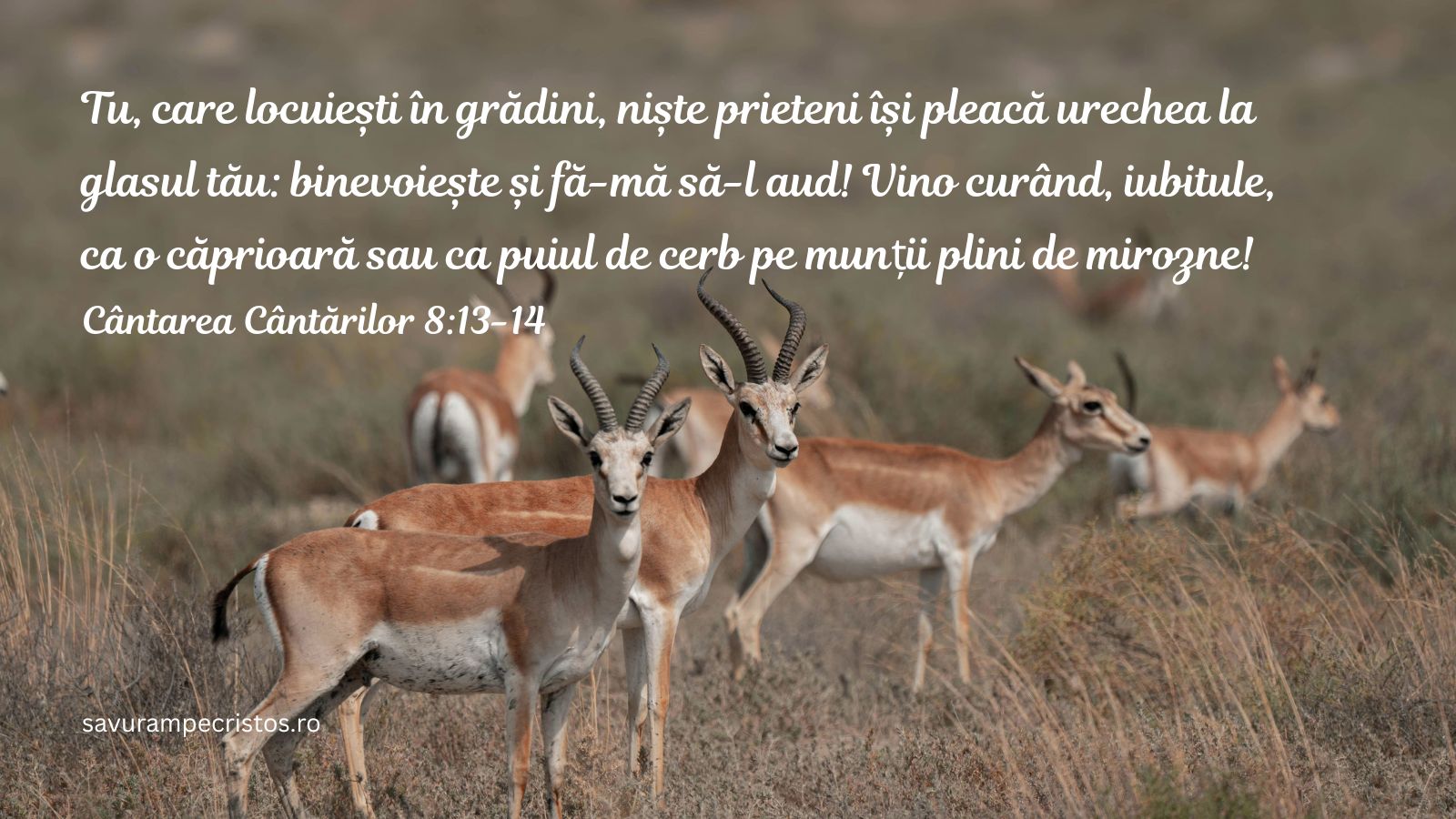 Tu, care locuiești în grădini, niște prieteni își pleacă urechea la glasul tău: binevoiește și fă-mă să-l aud! Vino curând, iubitule, ca o căprioară sau ca puiul de cerb pe munții plini de mirozne! Cântarea Cântărilor 8:13-14